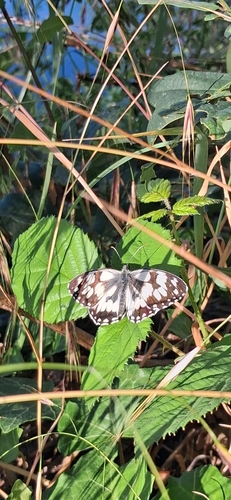 Marbled White