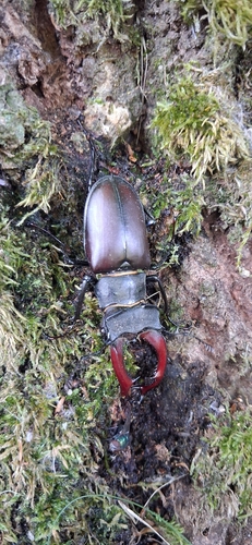 European Stag Beetle