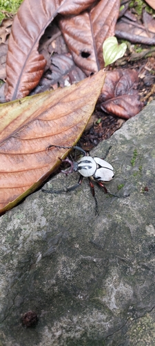 Adam's Stag-horned Beetle