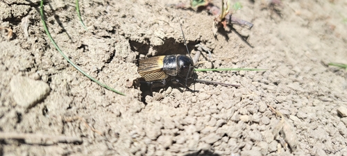 European Field Cricket