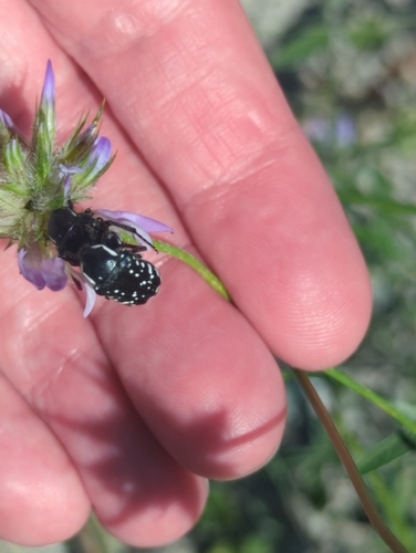 Middle Eastern Flower Scarab
