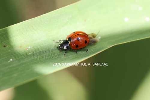 Seven-spotted Lady Beetle