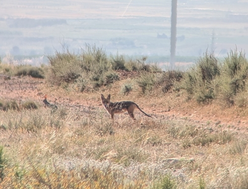Red Fox