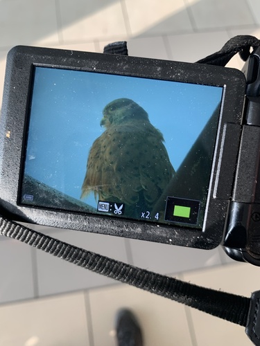 Rock Kestrel