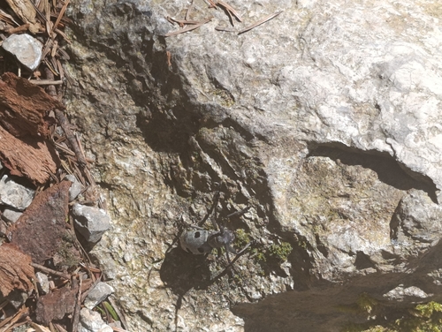 Morimus funereus