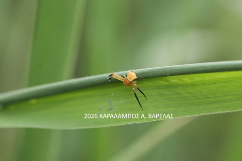 Heather crab spider