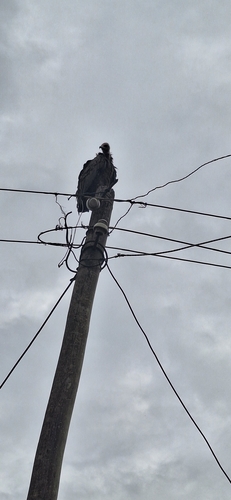 Hooded Vulture