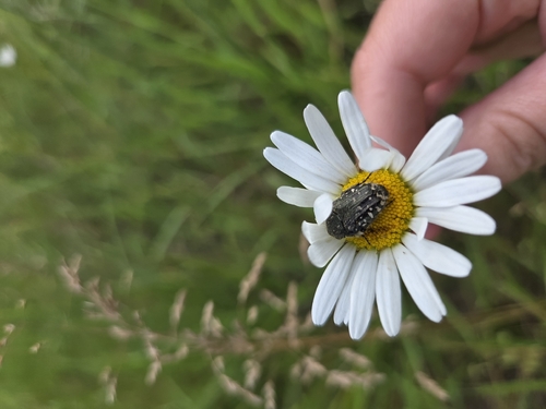 Mediterranean Spotted Chafer