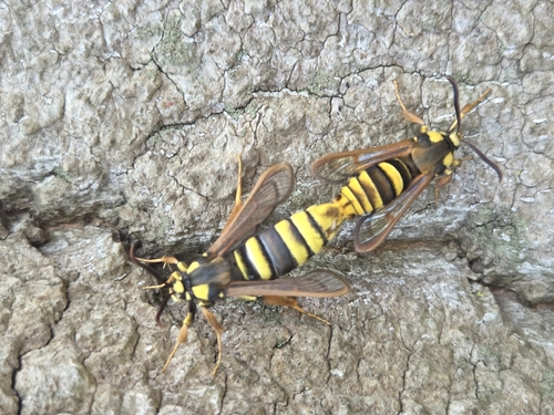 Hornet Moth