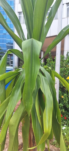 cornstalk dracaena