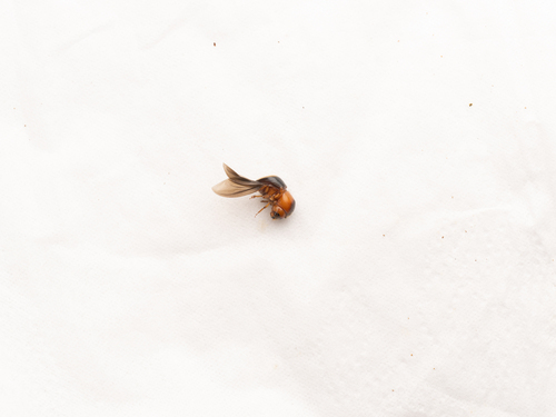 Cnestus gravidus