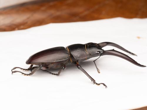 Epidorcus andreasi