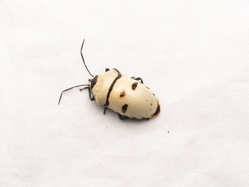 Death Head Bug