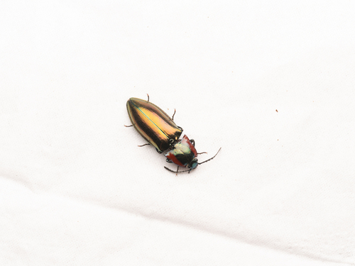 Campsosternus dohrni