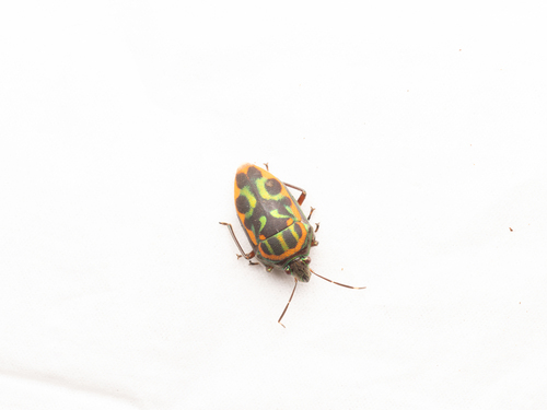 Tetrarthria variegata