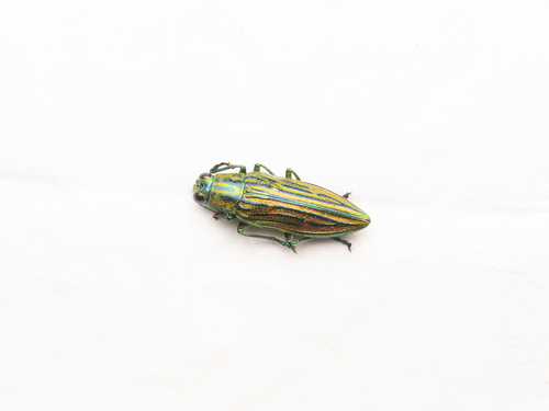 Chrysodema tonkinea