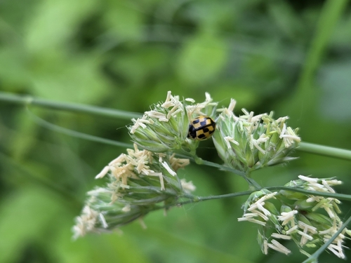 Fourteen-spotted Lady Beetle
