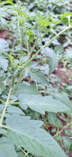 tomato