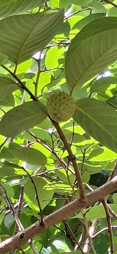 Sweetsop