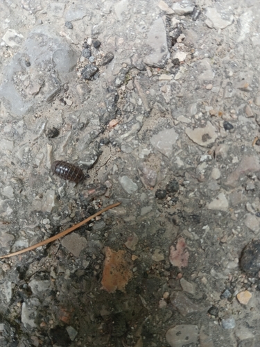 Pillbugs