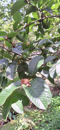 Common guava