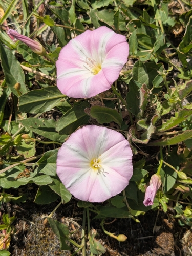 field bindweed