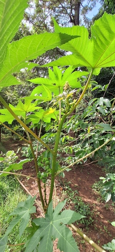 castor bean