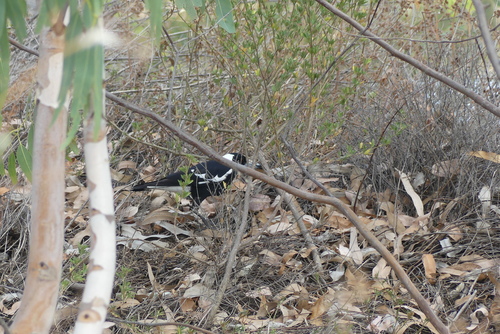 Australian Magpie