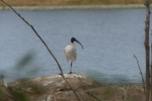 Australian Ibis