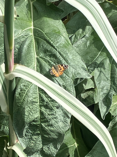 Painted Lady