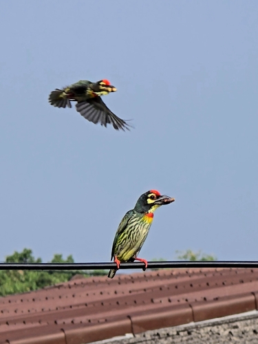 Coppersmith Barbet