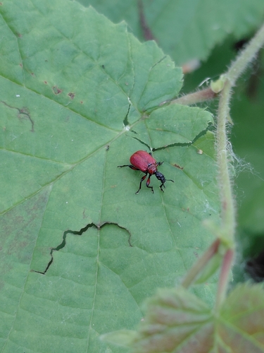 Hazel leaf-roller weevil