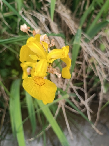 Yellow Iris