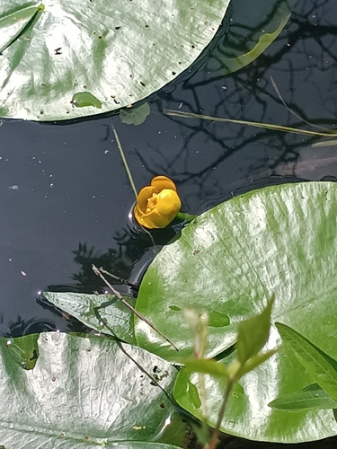 yellow water-lily