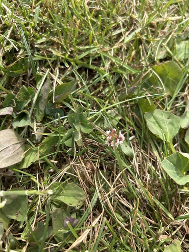 white clover