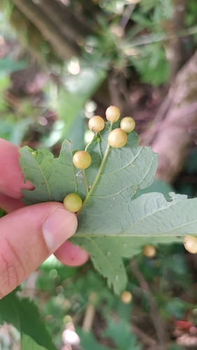 Maple gall wasp