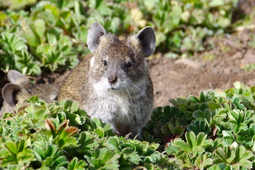 Black-clawed Brush-furred Rat (Lophuromys melanonyx) — Vulnerable Mammalia