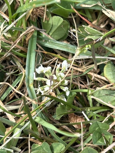 white clover