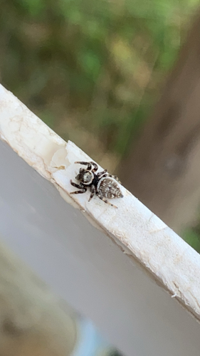 Mediterranean white-banded spider