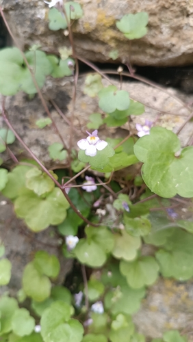 Ivy-leaved toadflax
