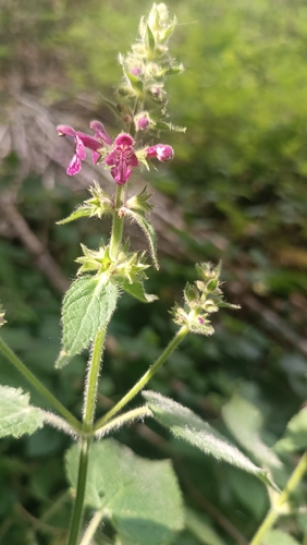 hedge woundwort