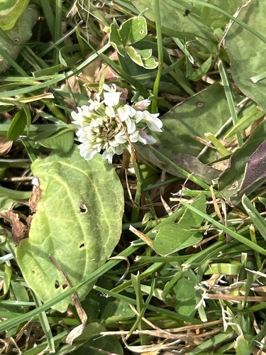 white clover