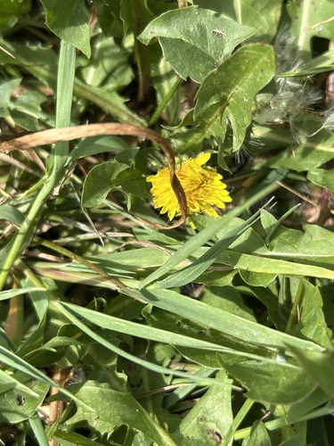 common dandelion