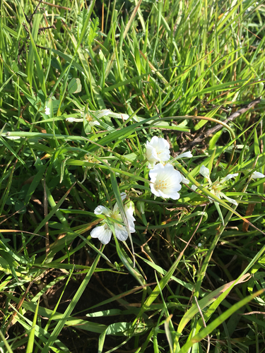 iNaturalist observation photo of Meadowfoams