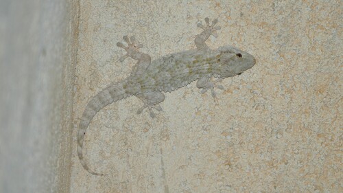 Moorish Gecko