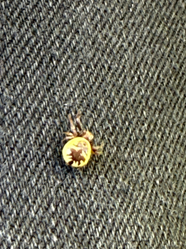 Napoleon Spider