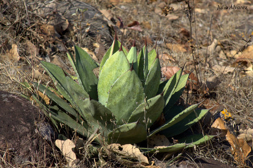 Agave guadalajarana