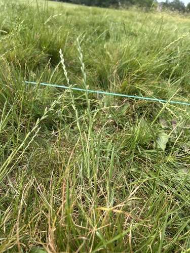 Perennial Ryegrass
