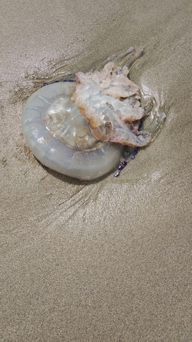 Barrel Jelly