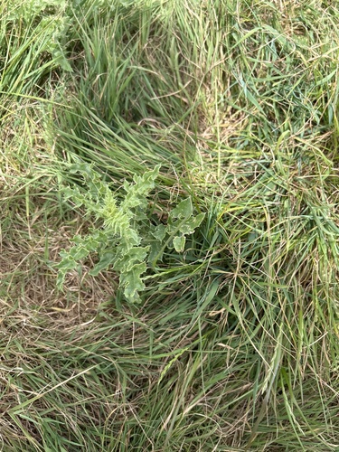 creeping thistle